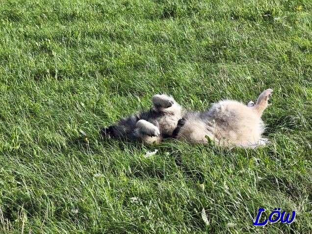 3.8.2025 - Hoch die Pfoten